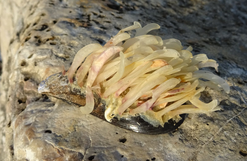  un''alga......